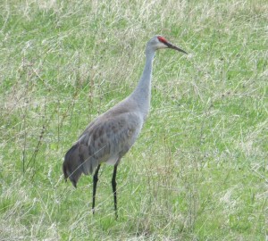 A crane - tell us if you see one